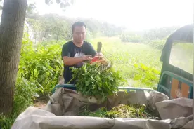 山东菏泽小伙返乡创业种花茶，历时270多天，蒲公英终于采收视频封面