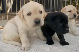 拉布拉多除了吃还有什么绝活，为什么那么受欢迎？