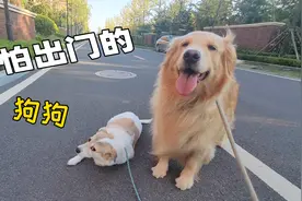 狗狗得了“出门恐惧症”走几步就趴下不动视频封面