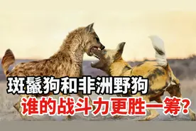非洲草原上的两大家族，斑鬣狗和非洲野狗，谁的战斗力更胜一筹？视频封面