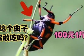 这种长在竹子里的害虫，为何能卖到100元1斤？到底有啥妙用之处？视频封面
