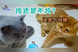 见田园猫突然发腮秒变大脸猫，主人惊讶不已，走近后忍不住笑了