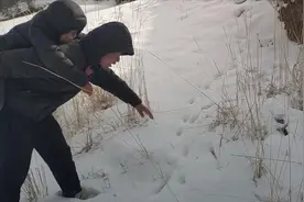 石头哥寻找岩羊的路从未停止，走进雪地桦树林，发现了岩羊的脚印视频封面
