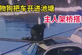 宠物狗开车进池塘，车主架桥搭救，保险能不能赔？视频封面
