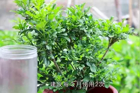 米兰花掉花苞？处理好这些“问题”，叶色浓绿，花香浓郁视频封面