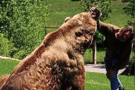 世界上最大棕熊！没有天敌，东北虎能否与之一战？