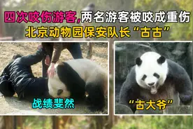 四次咬伤游客，其中两位被咬成重伤！北京动物园熊猫古大爷！视频封面