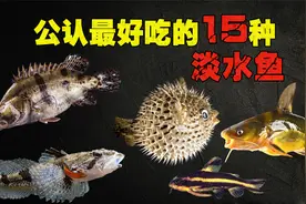 公认的15种最好吃的淡水鱼，黄河鲤鱼上榜，你都吃过哪几种？视频封面