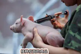 非洲猪瘟疫苗离正式量产又近了一步视频封面
