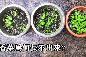 香菜发芽率不高的原因，4个环节要注意，浸种与干籽播种哪个更好视频封面