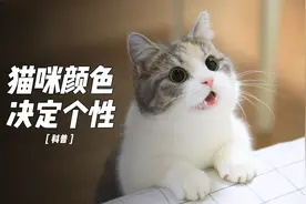 宝藏猫咪为何又暖又乖？不同毛色代表不同性格，看完终于懂了视频封面