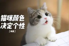 宝藏猫咪为何又暖又乖？不同毛色代表不同性格，看完终于懂了视频封面