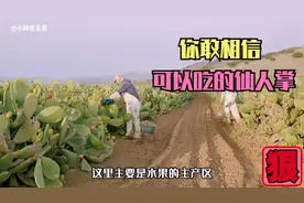 可以吃的仙人掌果，价格特别昂贵！营养价值极高，长见识了！视频封面
