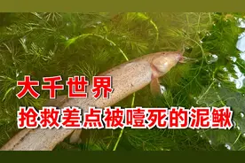 泥鳅竟然被虾噎死了，紧急抢救，想过各种泥鳅死法就是没想到噎死视频封面