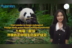 #海评面#【大熊猫“降级”，外媒肯定中国生态保护成效 】视频封面