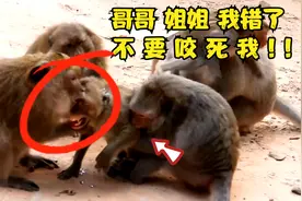 真可怜！小猴子被猴群恶霸欺凌，围着殴打小猴子，鲜血洒满一地!视频封面