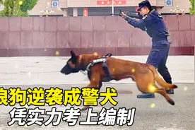 一条狗的考编路，流浪狗巴万逆袭成警犬，走上狗生巅峰！视频封面