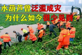 水葫芦曾经在中国泛滥成灾，为何现在不见了？它是怎么消失的？