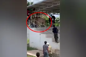 惊险！泰国一头公牛跳上看台人群大乱 女观众脸上被咬伤视频封面