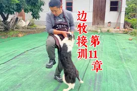 狗狗爱扒人，一个让主人又爱又恨的习惯，看看训犬师如何纠正视频封面