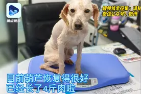 #遭遗弃曾奄奄一息的巨贵犬后续报道#【它恢复得很好 已长4斤肉】视频封面