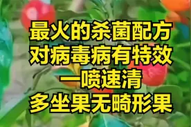最火的杀菌配方，对病毒病有特效，一喷速清，多坐果无畸形果视频封面