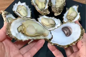 生蚝好吃难清洗？老渔民教我清理生蚝的小妙招，简单干净不伤手