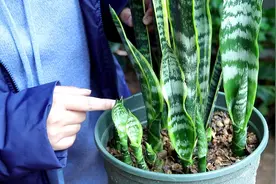 给虎皮兰施肥，淘米水和黄豆水不如它，虎皮兰吃了，笋芽冒不停视频封面