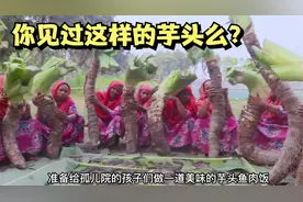 你见过这种长芋头么？在我国它有毒不能吃，在印度却是一种家常菜视频封面
