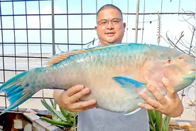 735买条12斤重鹦鹉鱼，地球哥做红烧鱼块，大口吃鱼肉真过瘾！视频封面