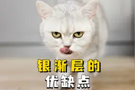 盘点银渐层的优缺点，看完你再决定养不养！视频封面