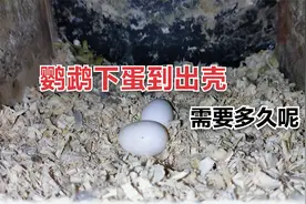 鹦鹉下蛋后出壳需要多久呢？怎么判断蛋是不是正常呢视频封面