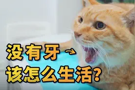 拔光牙齿的猫，还能好好生活吗？