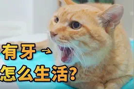 拔光牙齿的猫，还能好好生活吗？视频封面