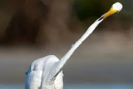 大白鹭拥有又细又长的颈部，应该就是鸟类中的“长颈鹿”了吧