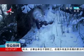 “国宝”大熊猫被“降级”