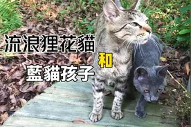 瘦弱的蓝猫宝宝，它的妈妈卻是一只狸花猫！