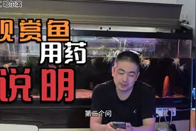 观赏鱼病问题，甲硝唑片是片不是粉怎么涂抹？先下药还是先换水？