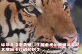 铁汉并没有柔情：了解老虎的繁殖与交配，又增加冷门的知识了视频封面