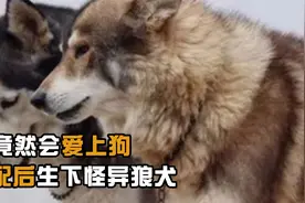 狼竟然会爱上狗，交配后生下怪异狼犬视频封面