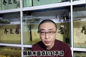 部分观赏鱼危在旦夕，可以采取哪些急救措施？这里有几个小妙招视频封面