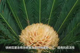 铁树花的功效与作用以及铁树花的食用方法视频封面