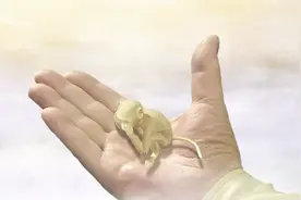 如来揭开混世四猴的来历，玉帝都不放在眼里，怪不得悟空没人招惹视频封面