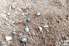 3000元一斤的虫子，走路倒着走，农村小孩当玩具