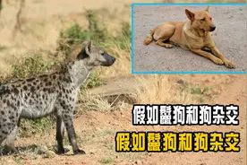 狗与狼杂交出狼狗，鬣狗和狗杂交出什么？它们之间能否杂交？视频封面
