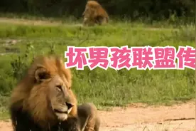 六头雄狮組成联盟，1年屠杀100头狮子，非洲狮群差点灭绝视频封面