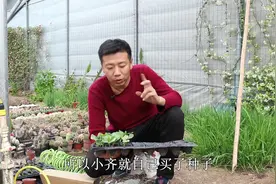贝贝南瓜香甜软糯，只需几粒种子，在家就能养，挂满串串小南瓜视频封面