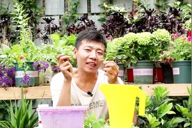 菊花扦插想快速生根，记住掌握“重点”，随剪随插，随插随活！视频封面