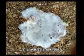 成年鹅拉白色稀粪是什么原因治疗鹅白痢的特效药小鹅拉白稀屎吃什视频封面