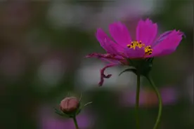 海珠湖南广场“花畔塔影”，尽显春天特有的柔和温暖，格外迷人视频封面